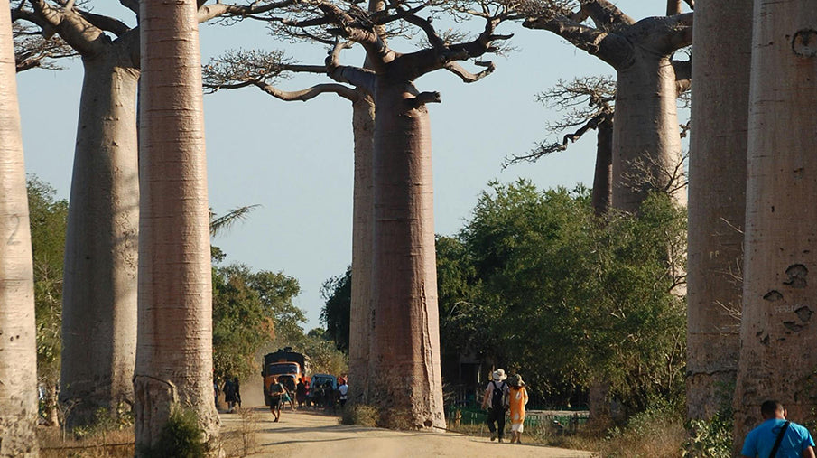 People Walking at the Avenue of the Baobabs, Madagascar
