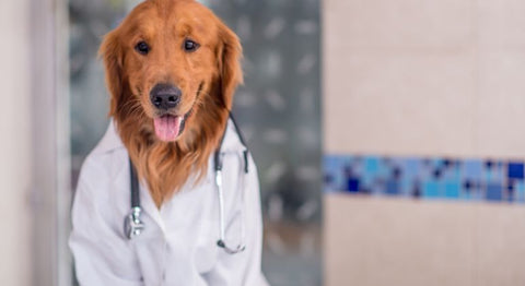5 tips to reduce vet visit anxiety