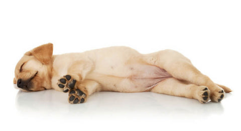What does your dog sleep position mean - On its side with its paws outstretched