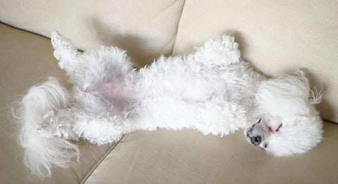 What does your dog sleep position mean - From Belly to Up