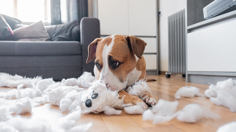 Anxiété canine