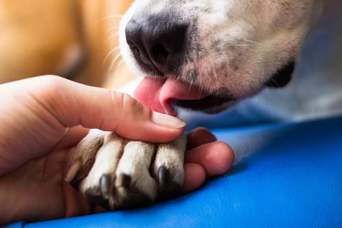 Anxiété canine