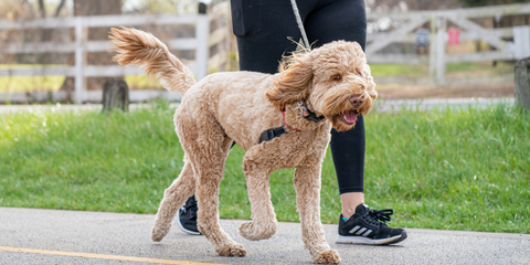 promener le chien