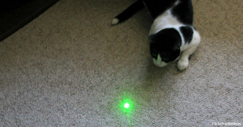 Chat jouant avec le laser