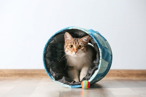 Chat jouant dans un tunnel