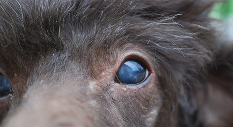 Glaucoma em cão