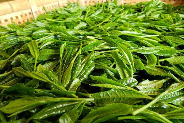 狭山茶の産地で約250年間お茶をつくり続ける緑茶農園です