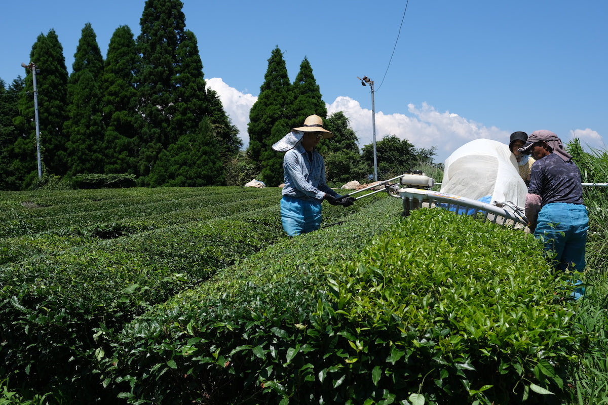 日本有数の釜炒り茶の産地である宮崎県五ヶ瀬町にて、有機栽培を貫く茶園です