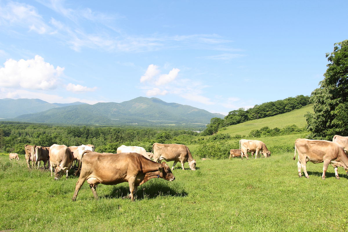 北海道新得町の大自然の中で乳牛を育み、その生乳からチーズなどを作る農場です