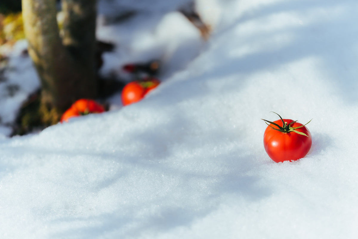 雪国・新潟で常識を超えたトマト作りに挑戦する、フルーツトマト専門の農家です