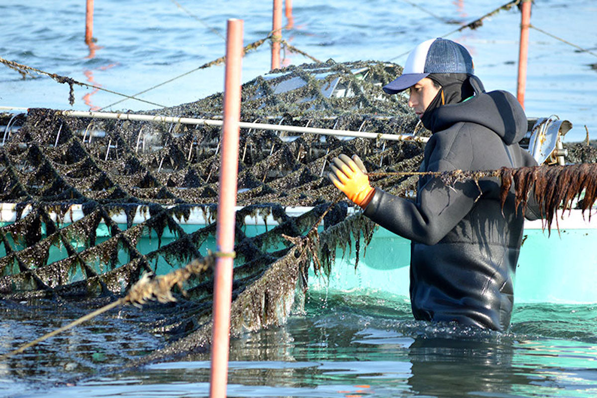 大分における海苔の歴史
地元の美味しさにこだわって