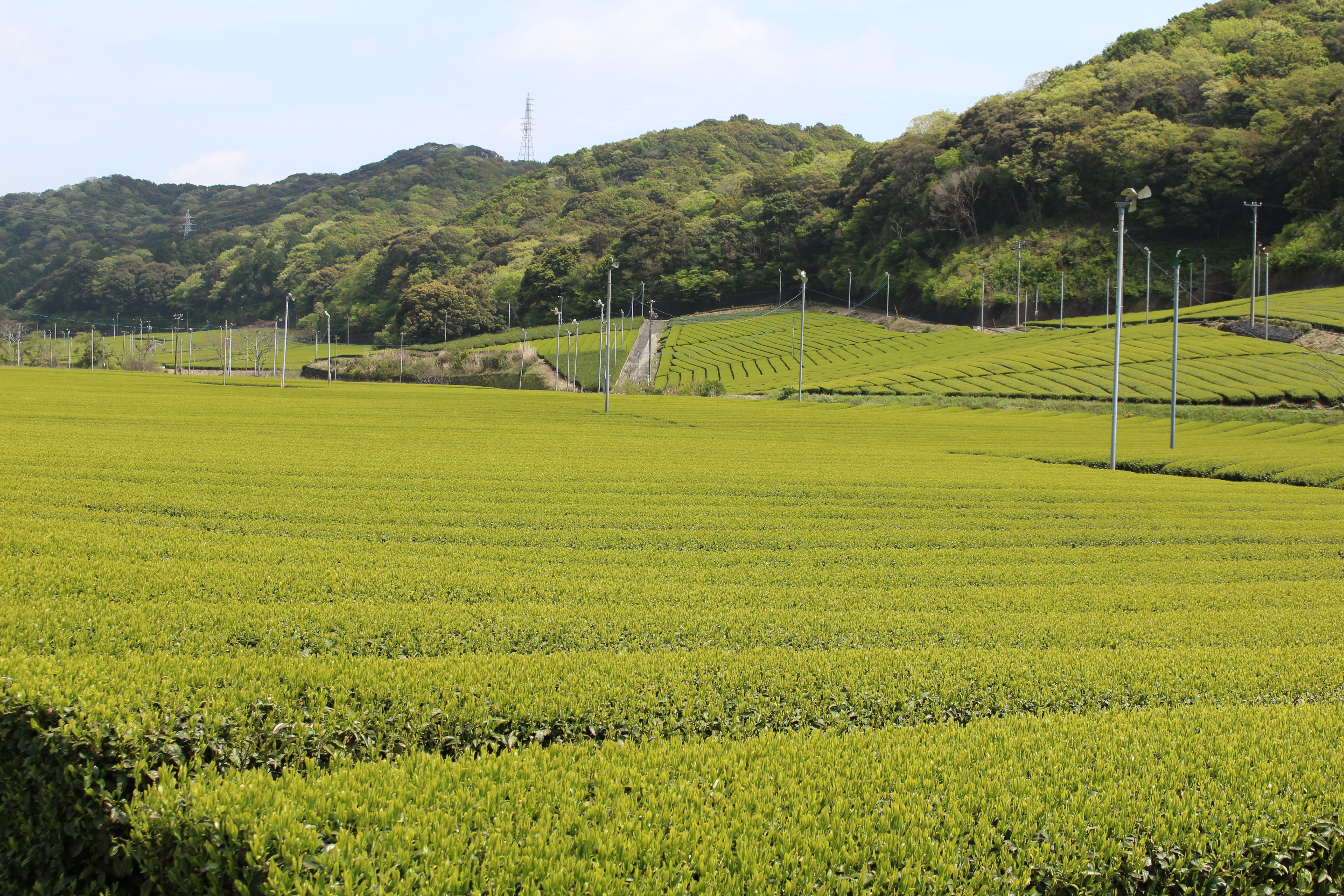 安間製茶– にほんものストア