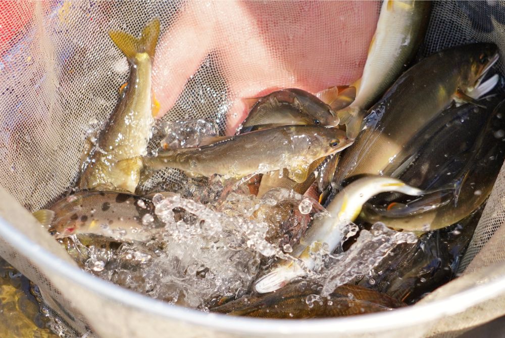 飛騨が誇る極上の天然鮎「飛騨のあばれ鮎」の味を、全国に届けます