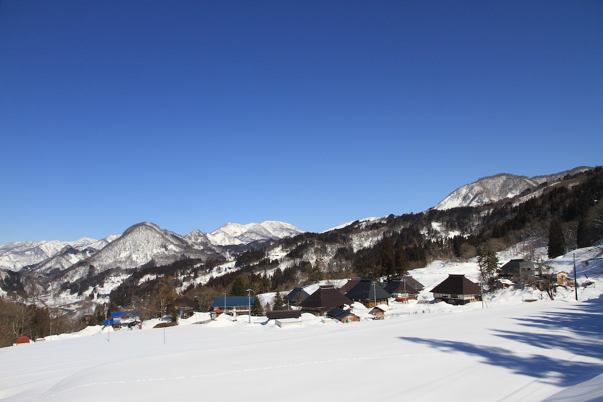 根を張ったまま、雪の中でじっと糖を蓄えるから、パリッとして甘い