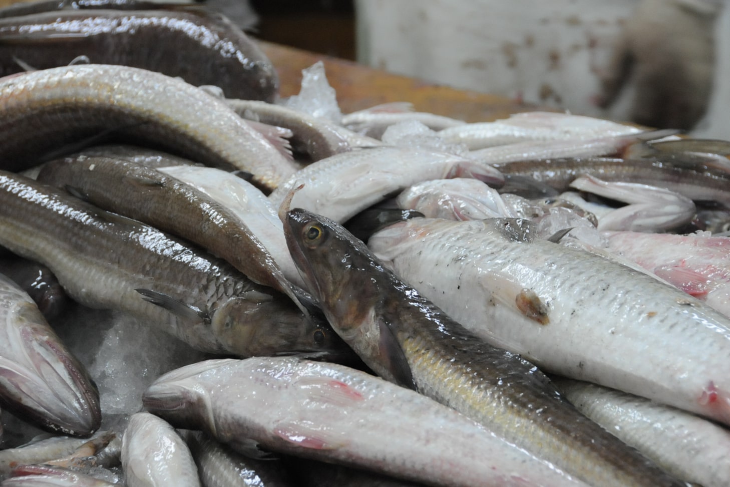 魚の鮮度と研究開発技術