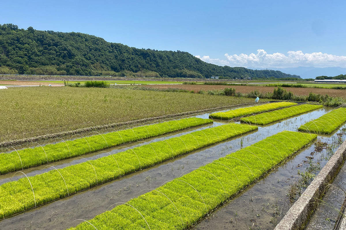 縄県石垣産 ミルキーサマー／有限会社山七（沖縄県石垣市）