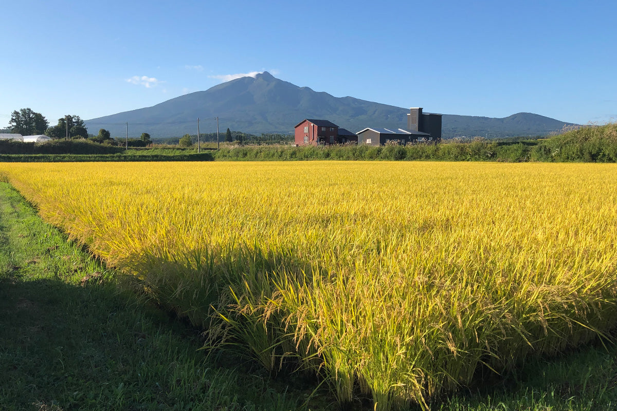 縄県石垣産 ミルキーサマー／有限会社山七（沖縄県石垣市）