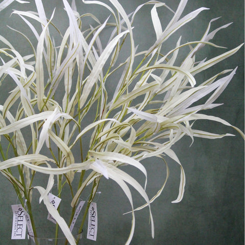 sage reed grass silk stem