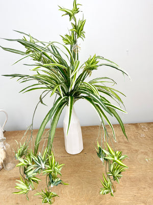 Variegated Spider Plant - Magnolias Home Decor and Design