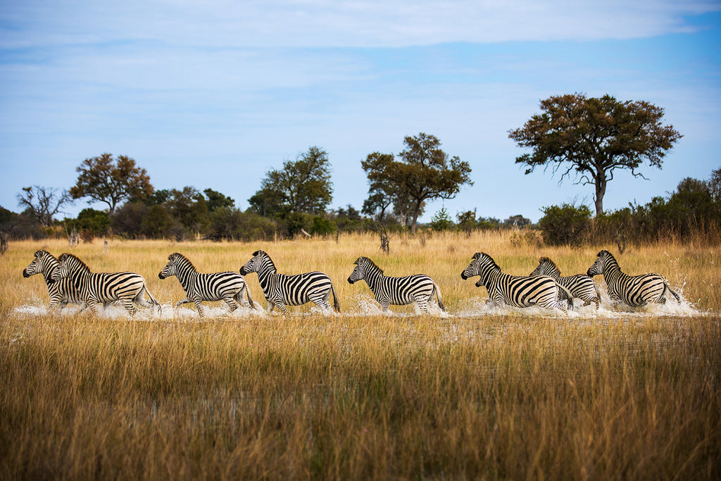zebras in african safari