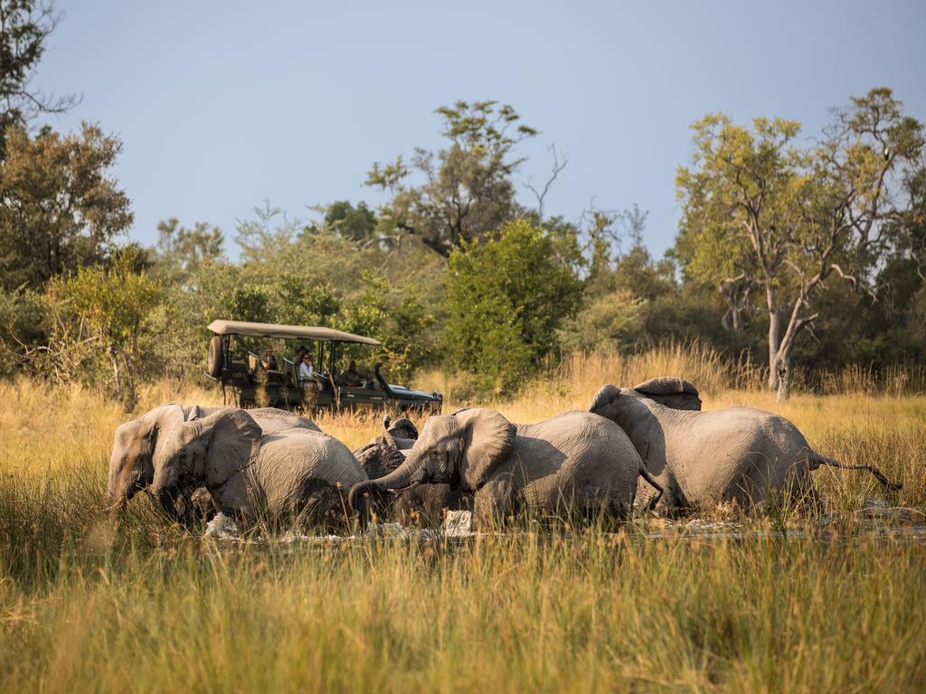 elephants in the okavango