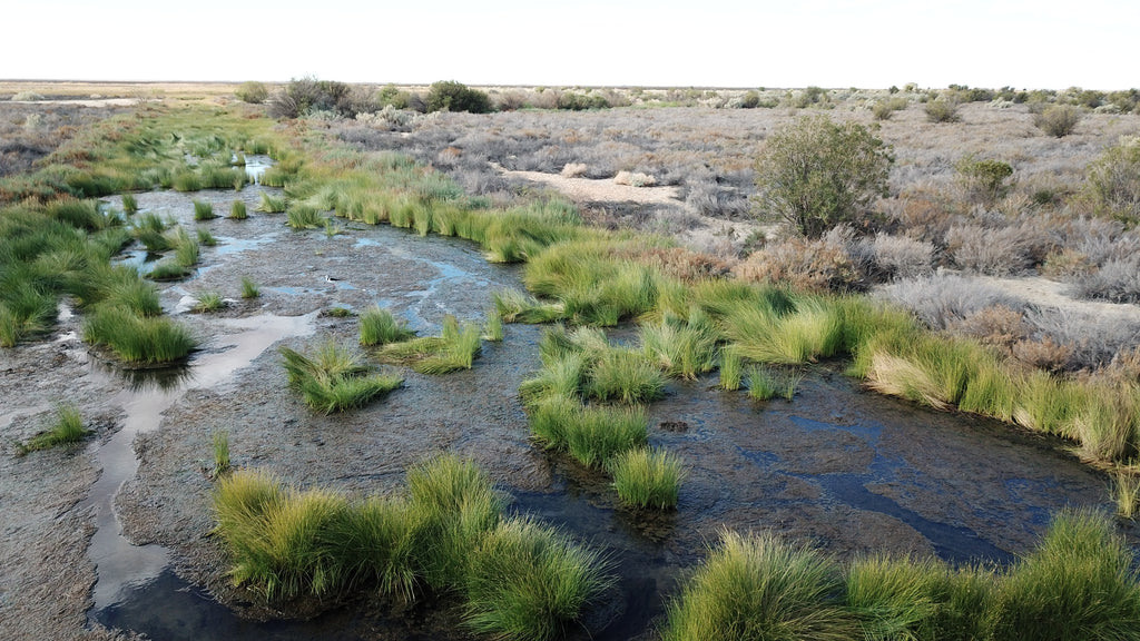 coward springs oodnadatta track