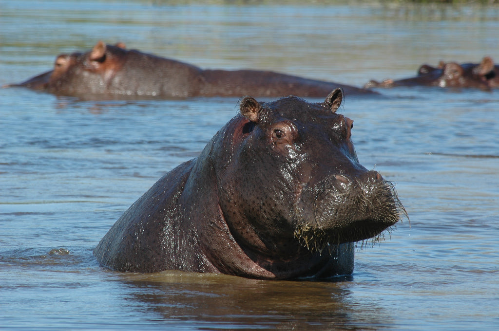 Hippo in the Moremi NP Botswana