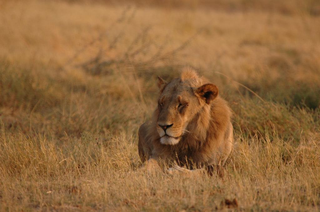 lion in the chobe national park botswana