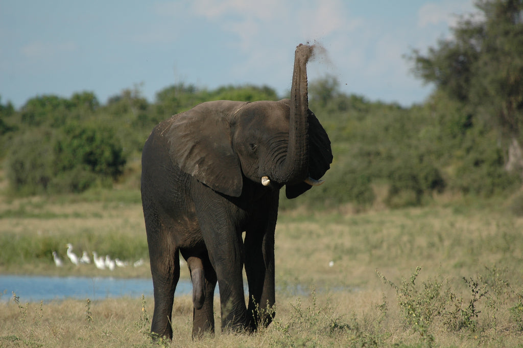 Elephant safari botswana