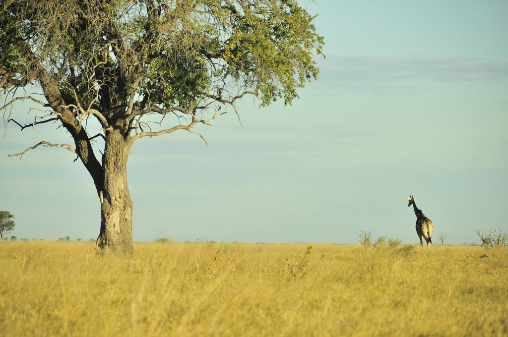 Giraffe in the african savana