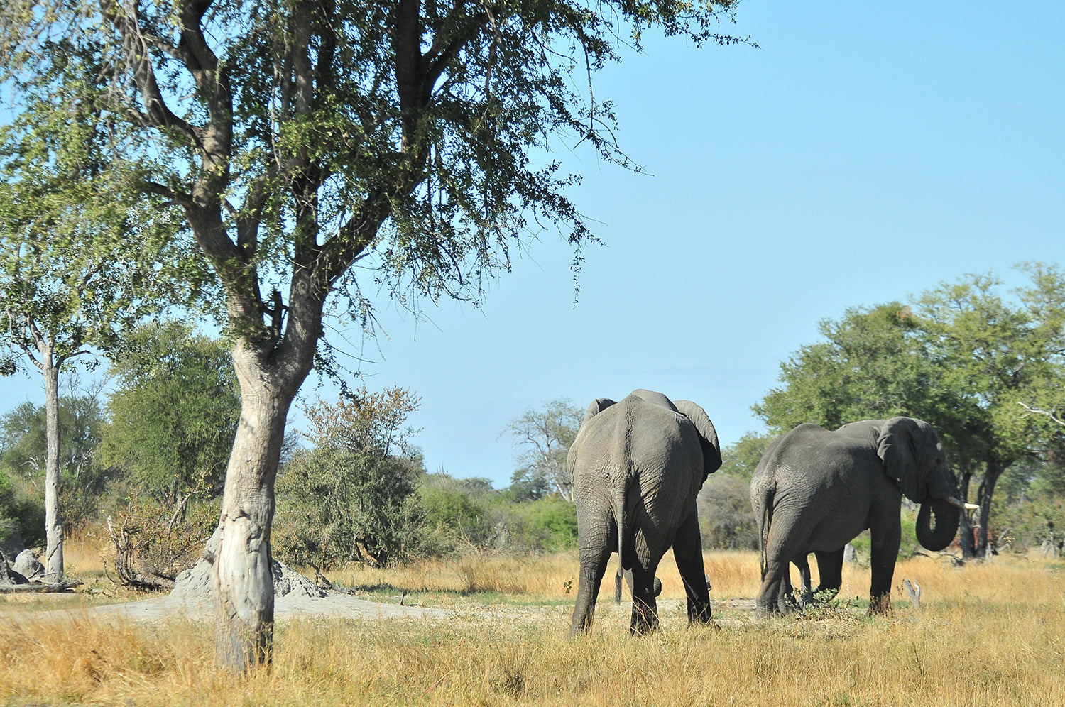 The-Wild-Life-Africa-Lower-Zambezi-Chongwe-4x4-Elephants