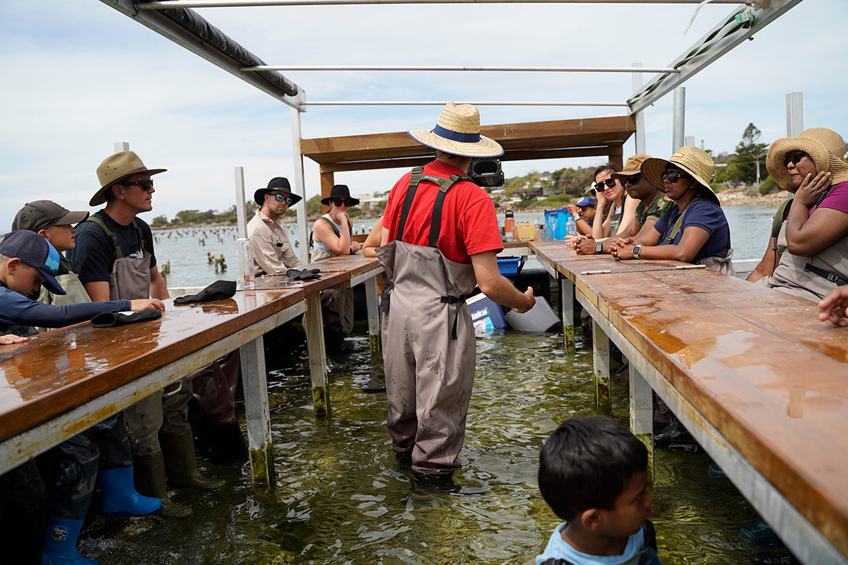 oyster farm coffin bay