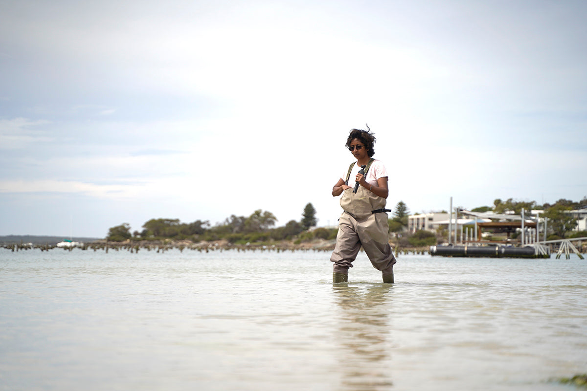 oyster farm coffin bay