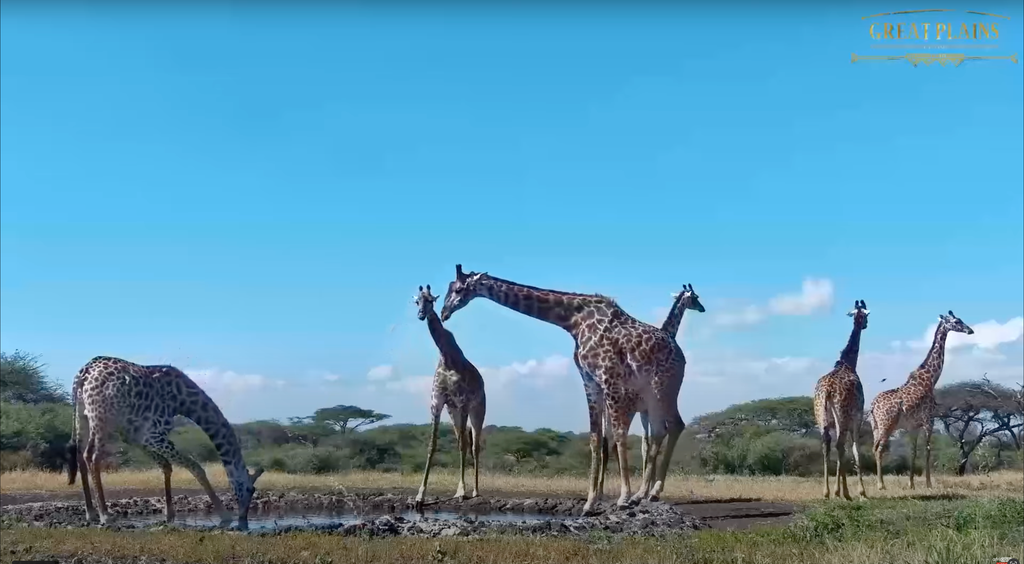 giraffes drinking water in africa