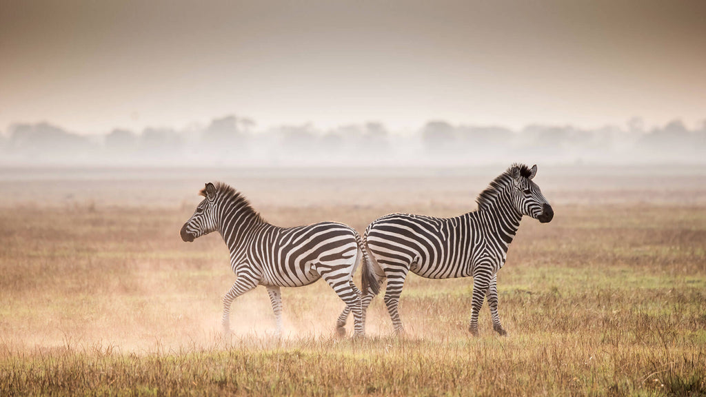 kafue national park zambia