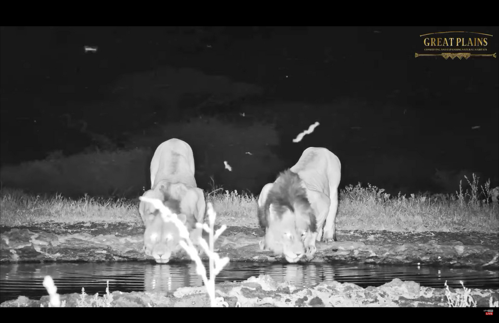 lions drinking water in kenya