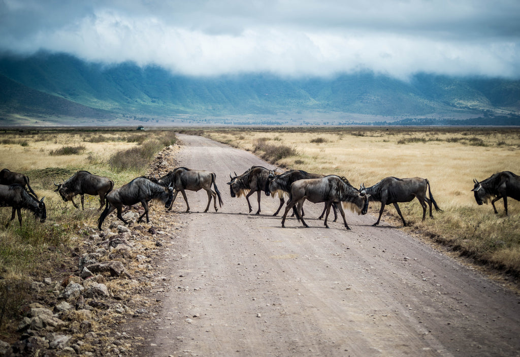 wilderbeest-serengeti-kenya