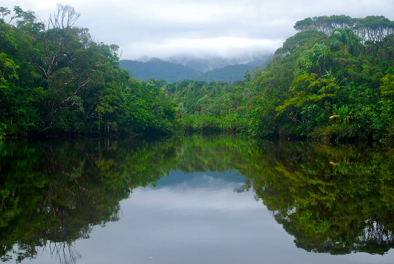 rivière de la forêt tropicale