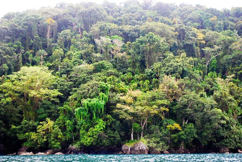 la forêt tropicale rencontre la mer à Madagascar