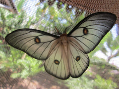 Ceranchia silk moth
