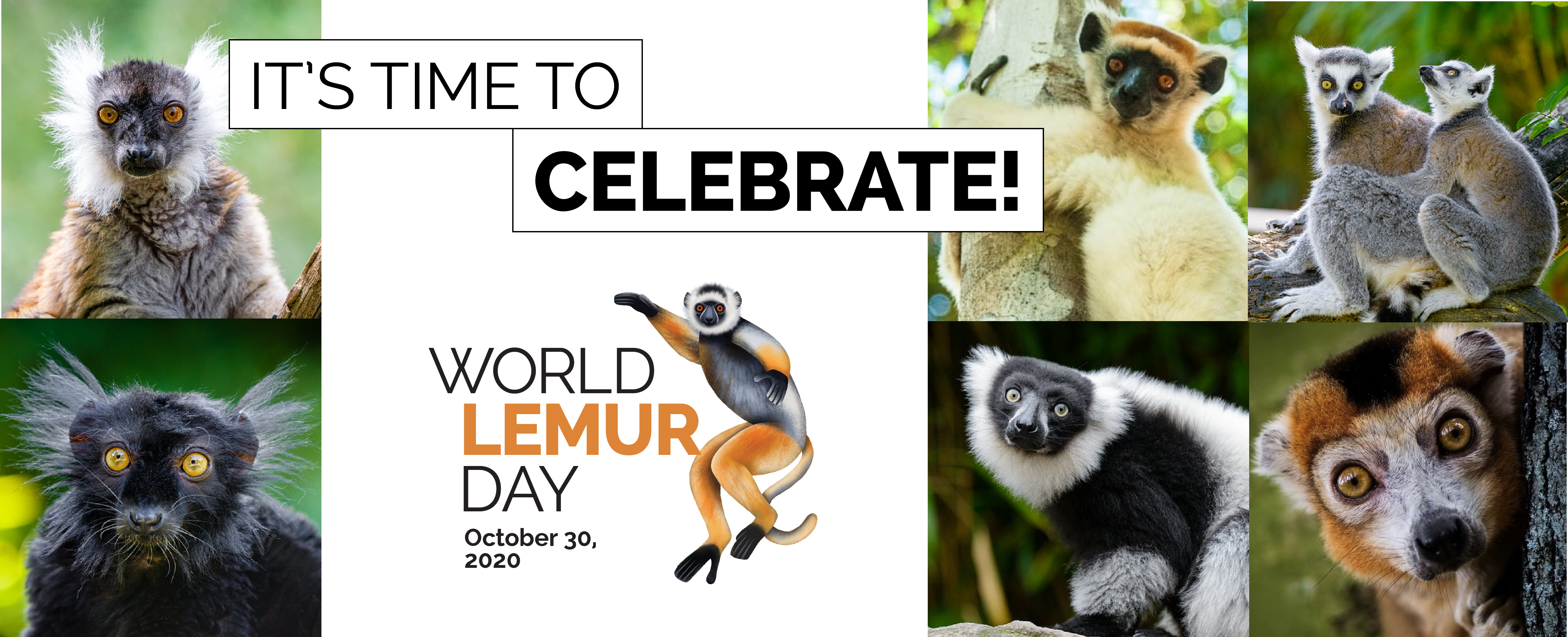 world lemur day banner