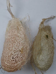 whole undyed argema cocoons