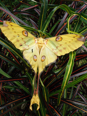 argema silk moth