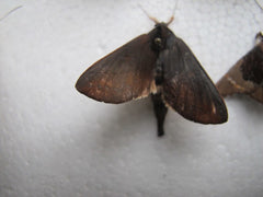 borocera silk moth
