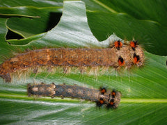 borocera silkworm