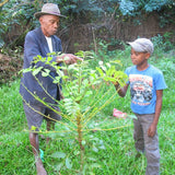 grandfather and grandson with young tree
