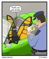 cartoon of a butterfly driving a car pulled over by a police officer who is checking the butterfly's license, license has a picture of a caterpillar, butterfly has a speech bubble that says "that's an old photo"