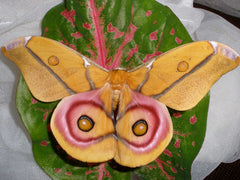 suraka moth