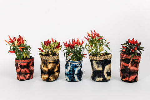 wild cocoon silk baskets with ornamental pepper plants