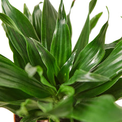 dracaena janet craig - low light indoor houseplant